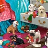Puppies in the Garden
