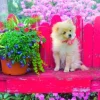 Puppy in the Colorful Garden