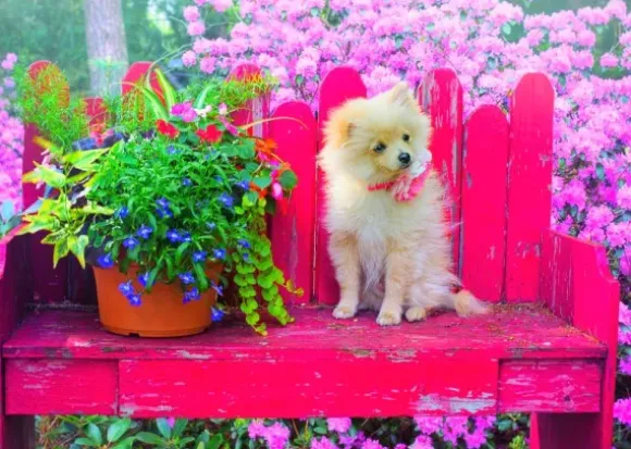 Puppy in the Colorful Garden