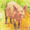 Puzzle Cadre - Cochon