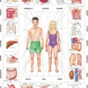 Puzzle Cadre - Il Nostro Corpo (en italien)