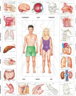 Puzzle Cadre - Nuestro Cuerpo (en Espagnol)