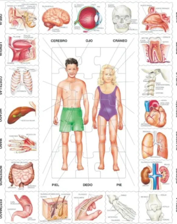 Puzzle Cadre - Nuestro Cuerpo (en Espagnol)