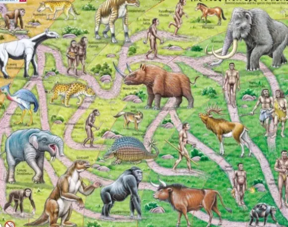Puzzle Cadre - The Road From Ape to Human (en Anglais)