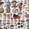Puzzle en Bois Découpé à la Main - Les Champignons