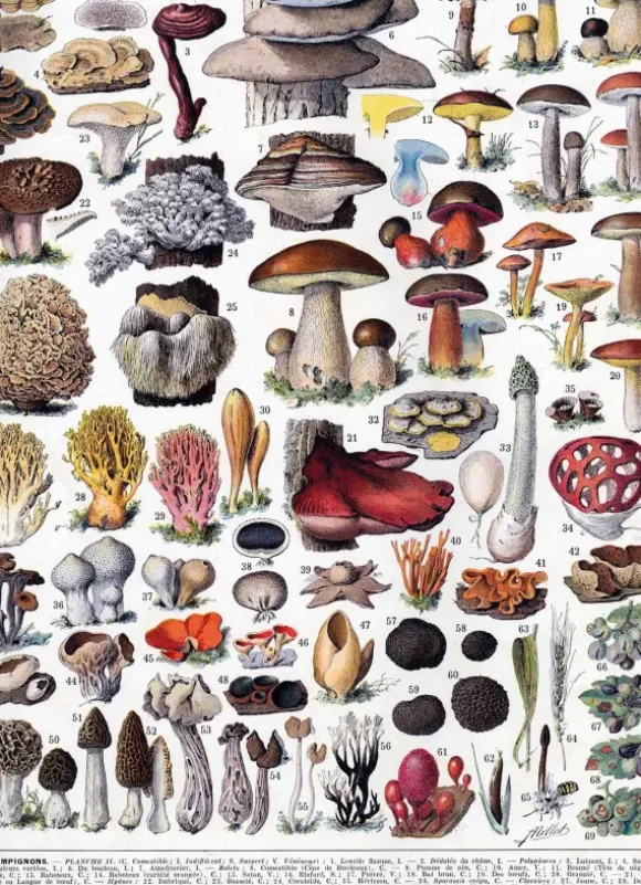 Puzzle en Bois Découpé à la Main - Les Champignons