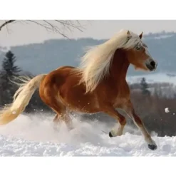 Puzzle Spécial / Difficile : Cheval Haflinger n°2
