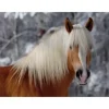 Puzzle Spécial / Difficile : Cheval Haflinger n°1