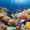 Récif de Corail