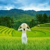 Rizières au Vietnam