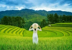 Rizières au Vietnam