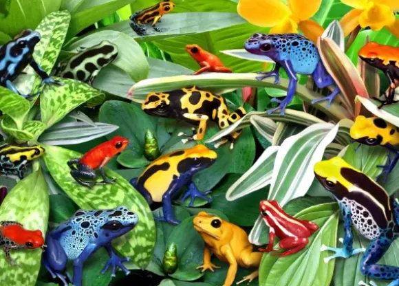 Robinson Howard - Fun Frogs