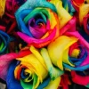 Roses Multicolores