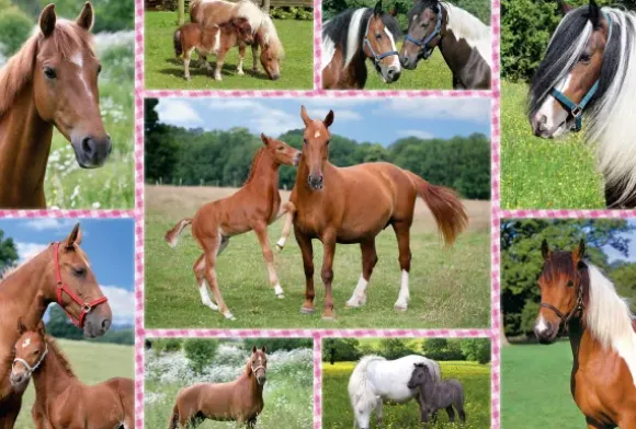 Rêves de Cheval