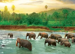 Save our Planet Collection - Forêt Tropicale