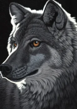 Schimmel William - Schim Schimmel - Night Wolf