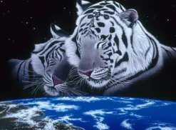 Schimmel William - Schim Schimmel - Sleep Tight