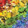 Schory Lori - Arc-en-Ciel de Papillons