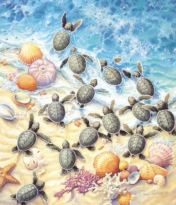 Sherry Vintson - Green Turtle Hatchlings