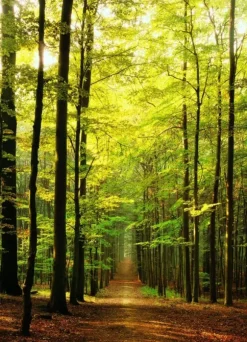 Sous-Bois