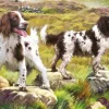Spaniel on Moor