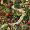 Succulent Garden