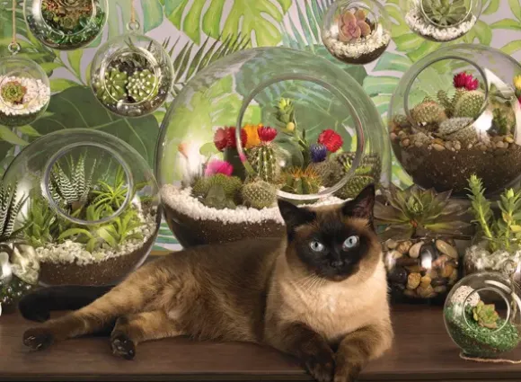Terrarium Cat