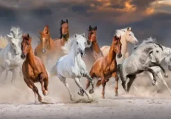The Horse Race