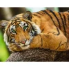 Tiger Portrait