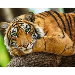 Tiger Portrait