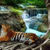 Tigre et Cascade