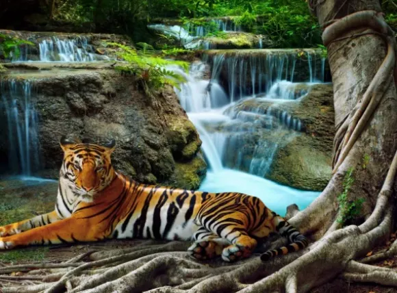 Tigre et Cascade