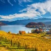 Vineyards