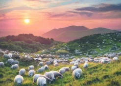 Von Humboldt Alexander - Sheep and Volcanoes