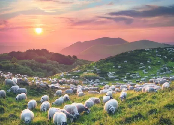 Von Humboldt Alexander - Sheep and Volcanoes