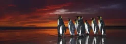 Wim van den Heever - King Penguins